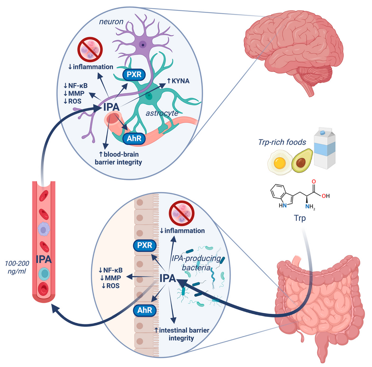 Microbiota-Derived Tryptophan Metabolite Indole-3-Propionic Acid-Emerging Role in Neuroprotection. Molecules. 2025