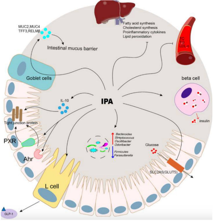 The Mechanism Underlying the Influence of Indole-3-Propionic Acid: A Relevance to Metabolic Disorders. Front. Endocrinol. (2022)