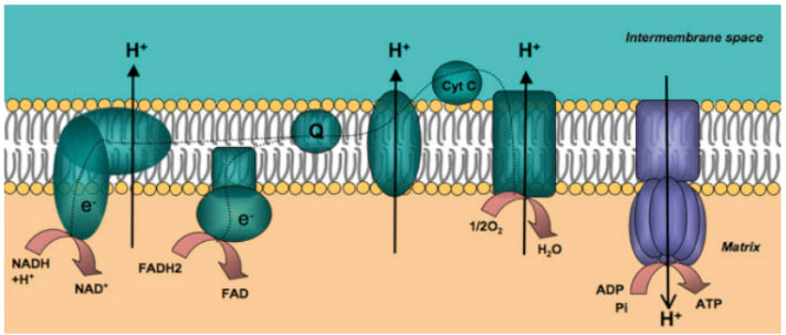 Metabolites like indole-3-propionic acid (Propion 1) and indolepropionamide (Propion 2) cross the mitochondrial membrane and absorb free electrons as they escape the mitochondrial electron transport chain, preventing the formation of Reactive Oxygen Species